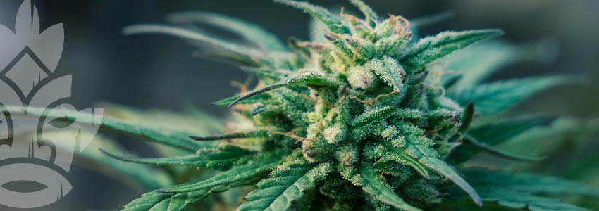 Was Für Eine Art Von Droge Ist Cannabis?
